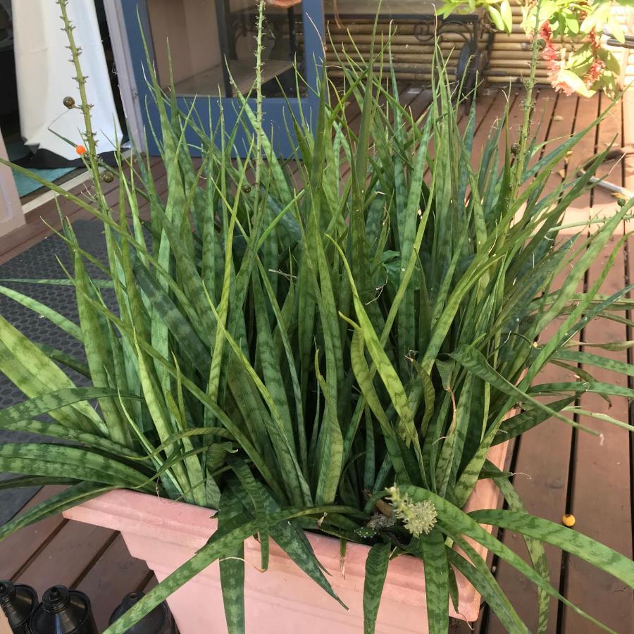 Xyl Pets Friendly Seaside Boutique Homestay Caloundra