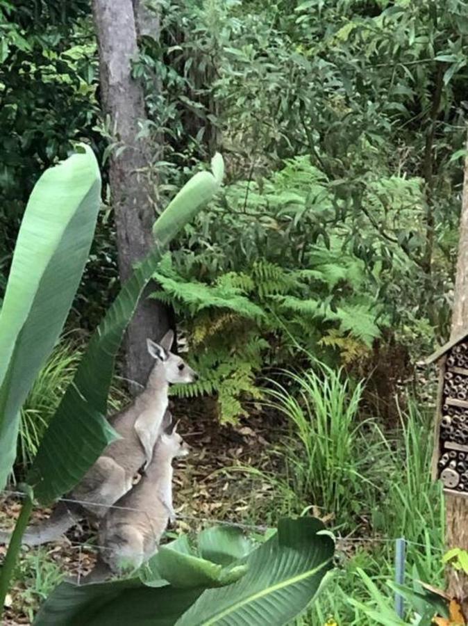 Bush Beach Retreat * Caloundra